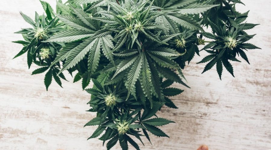 5 Quick Tips for Growing Cannabis at Home