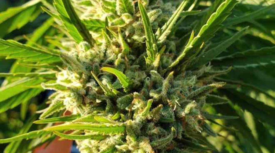 Nine benefits of weed plant Everyone should know