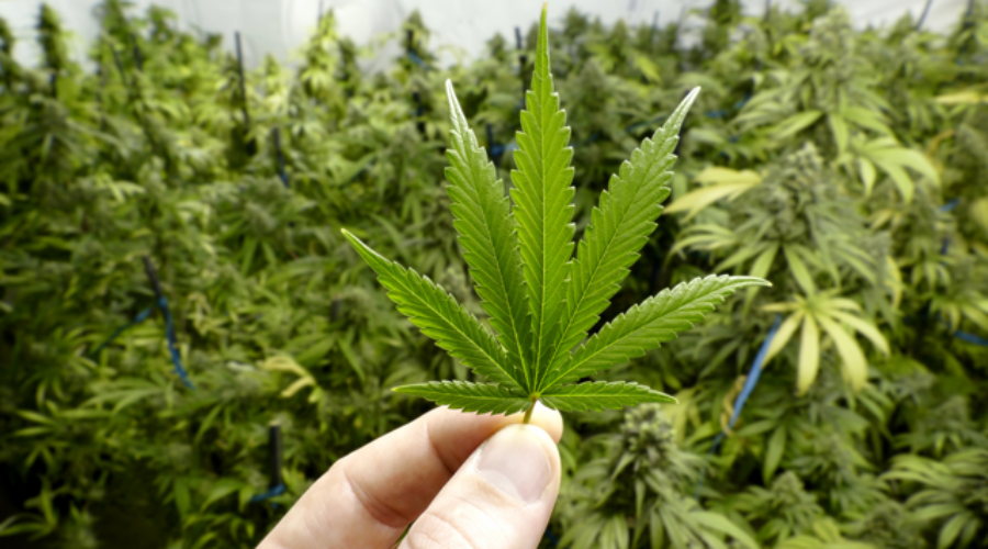 Outdoor Calendar for Maximum Cannabis Growth