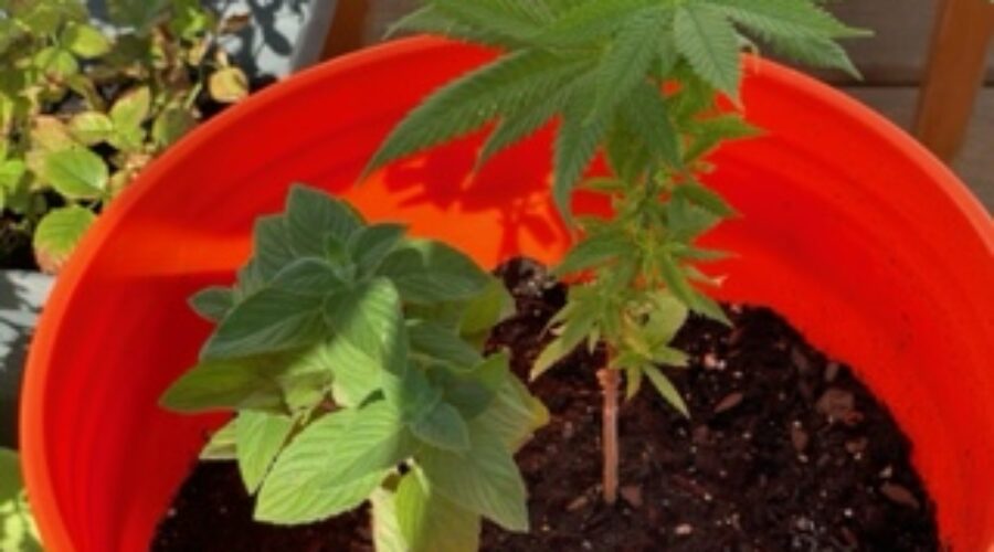 The Ultimate Companion Plant To Enhance Your Cannabis Garden